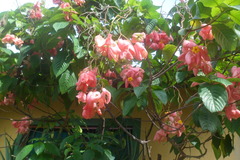 Mussaenda