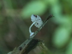 Mycena bulbosa