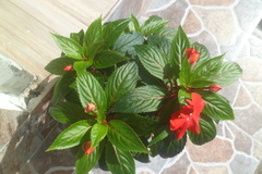 Impatiens hawkeri