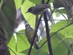 Dysithamnus mentalis