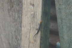 Gonatodes albogularis fuscus