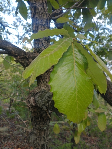 Quercus liebmannii, photograph 4