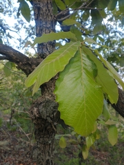 Quercus liebmannii, photograph (c) Juan Cruzado Cortés, some rights reserved (CC BY-SA)