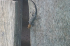 Gonatodes albogularis fuscus