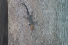 Gonatodes albogularis fuscus