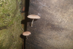 Agaricales