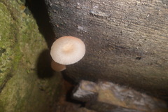 Agaricales