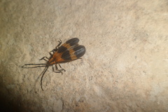 Calopteron