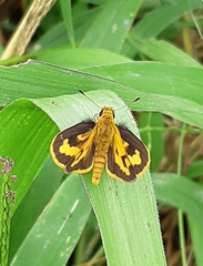 Taractrocera archias