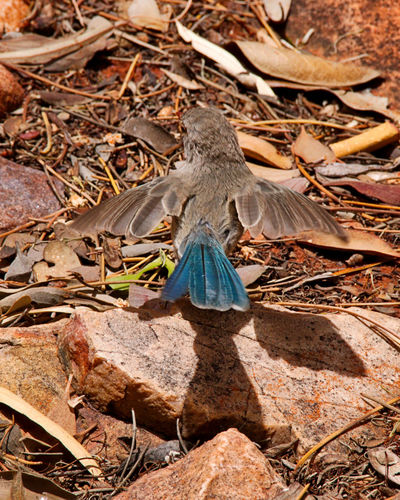 Malurus splendens