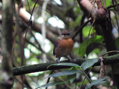 Conopophaga melanops