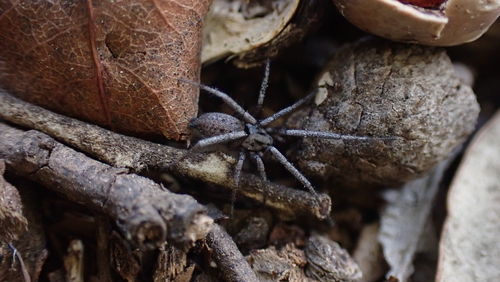Nomisia celerrima