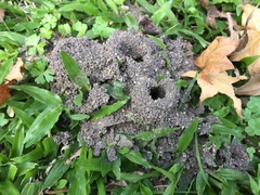 Plagiolepis longwang