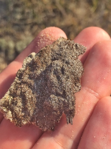 Placynthiella uliginosa, 2023-06-07