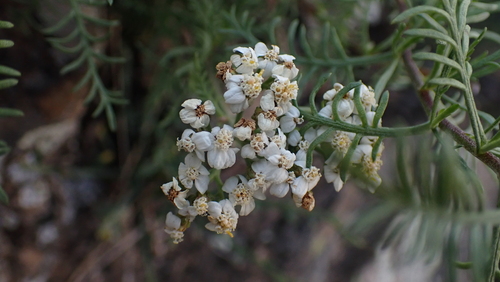 Achillea chamaemelifolia, photograph 6