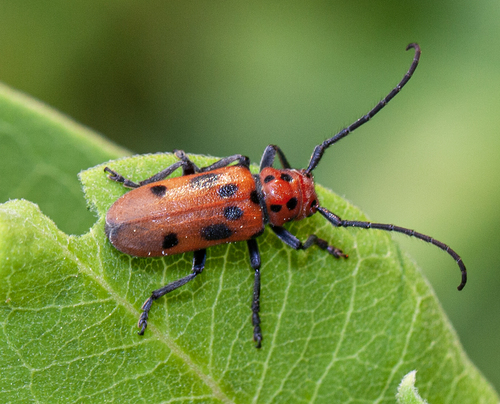 Red Milkweed Beetle, photo 2 of 7
