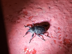 Cyrtobagous salviniae