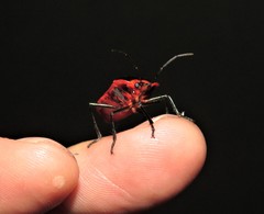 Rhyssocephala macdonaldi