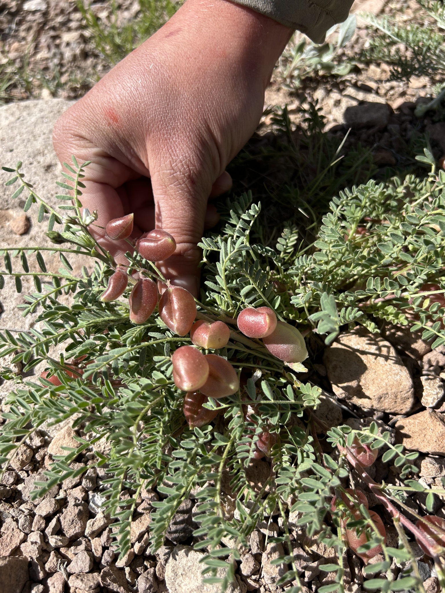 Astragalus cerussatus