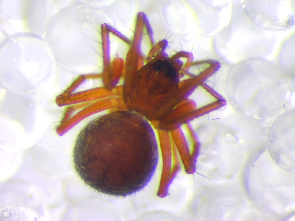 Canariphantes tenerrimus