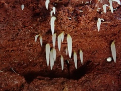 Mucronella fusiformis image