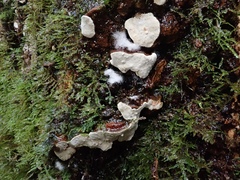 Dendrothele candida