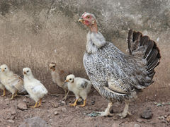 Gallus gallus domesticus