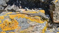 Iberolacerta monticola