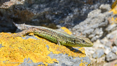 Iberolacerta monticola