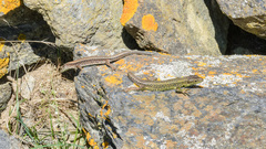 Iberolacerta monticola