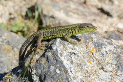 Iberolacerta monticola