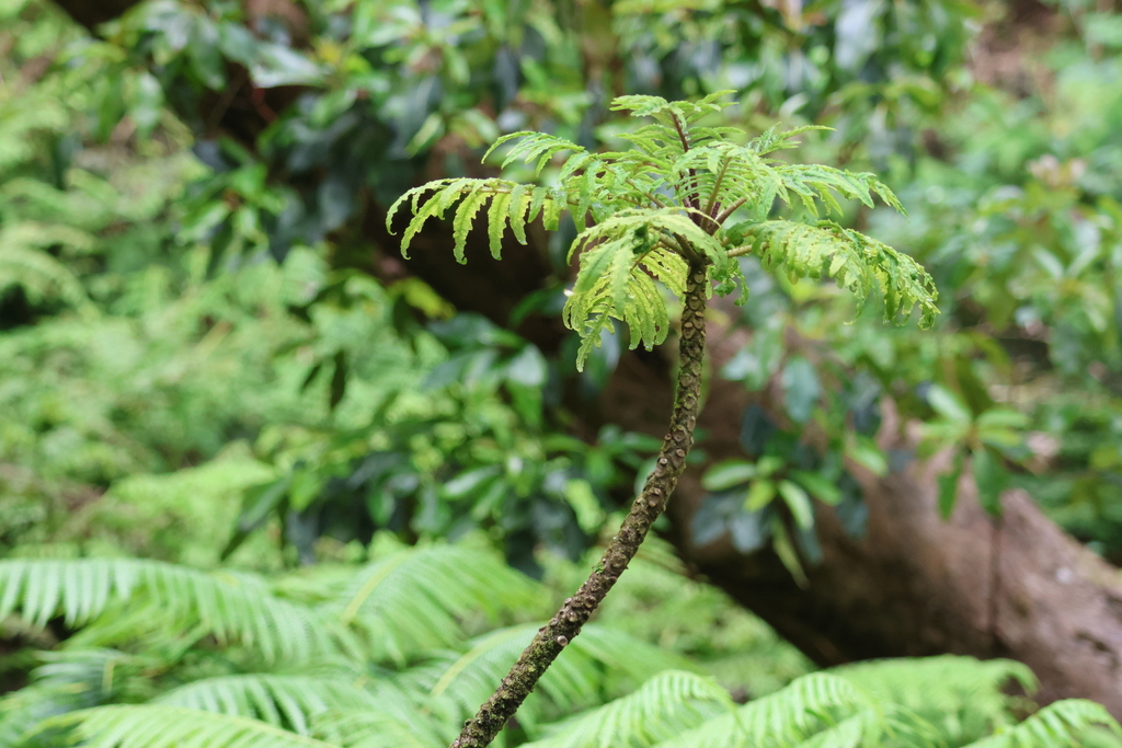 Cyanea grimesiana