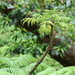 Cyanea grimesiana - Photo 由 Emily Christian 所上傳的 (c) Emily Christian，保留部份權利CC BY-NC
