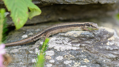 Iberolacerta monticola