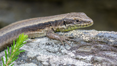 Iberolacerta monticola