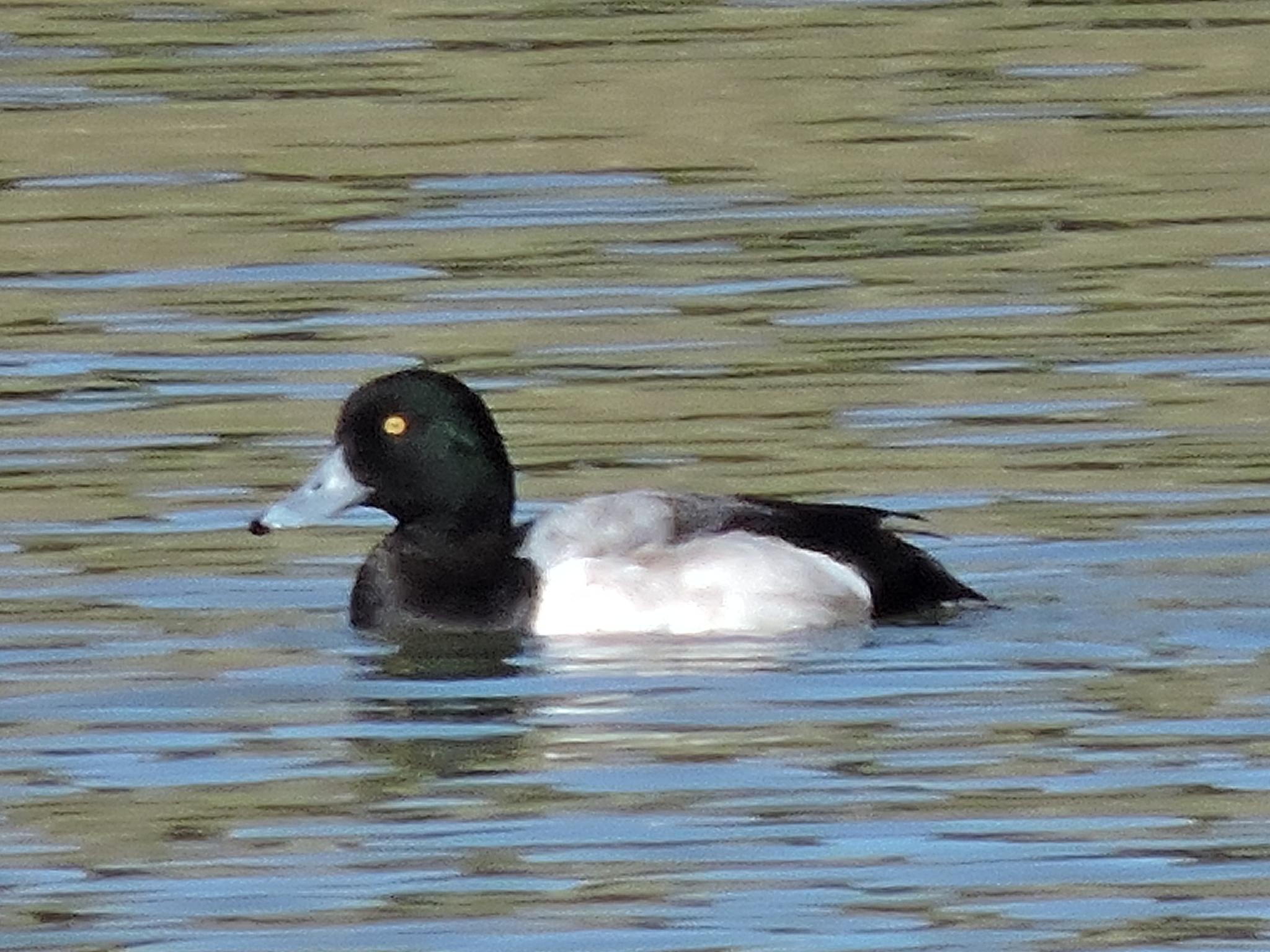 Greater Scaup (Aythya marila)