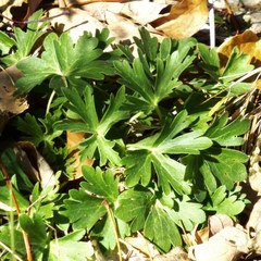 Delphinium carolinianum virescens