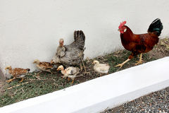 Gallus gallus domesticus