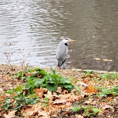Ardea cinerea