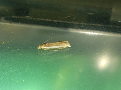 Crambus quinquareatus