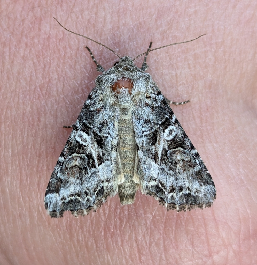 Trichordestra liquida