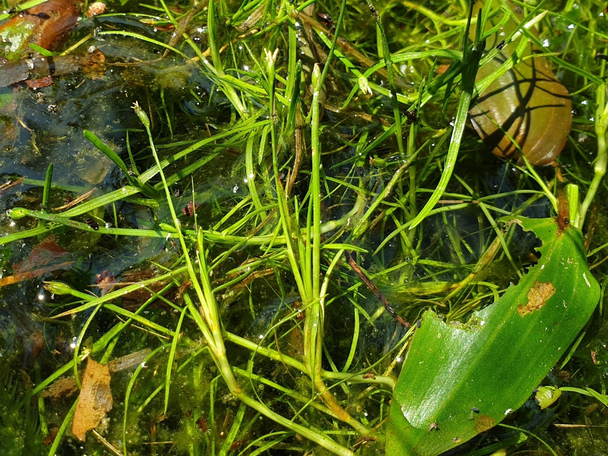 Isolepis fluitans: Herkunft und Verwendung — foto 2