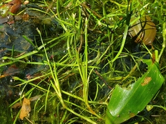 Floating Club-rush (Isolepis fluitans)