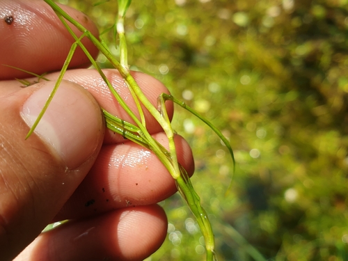 Image of Isolepis fluitans by (c) Clément Maouche, some rights reserved (CC BY)