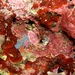 Encrusting Coralline Algae - Photo (c) Rafael Medina, some rights reserved (CC BY-NC-ND)