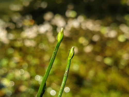Image of Isolepis fluitans by (c) Clément Maouche, some rights reserved (CC BY)