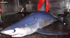 Isurus paucus