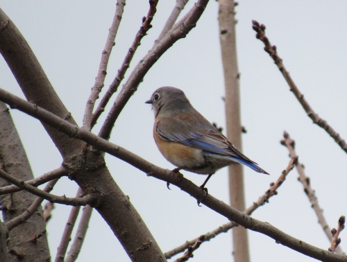 Western Bluebird, photo 7 of 10