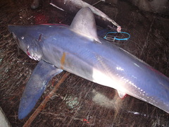 Isurus paucus