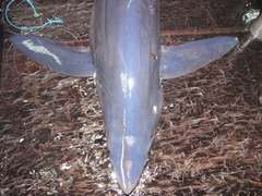Isurus paucus